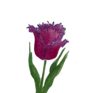 Crispa Tulpe - Tulipa Gorilla