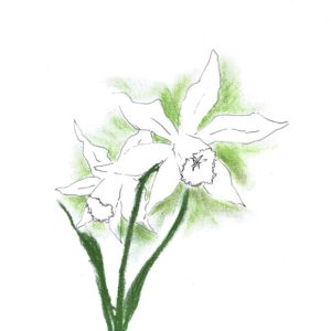 Engelstränen-Narzisse - Narzissus Thalia