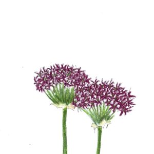 Granat-Kugellauch - Allium atropurpureum